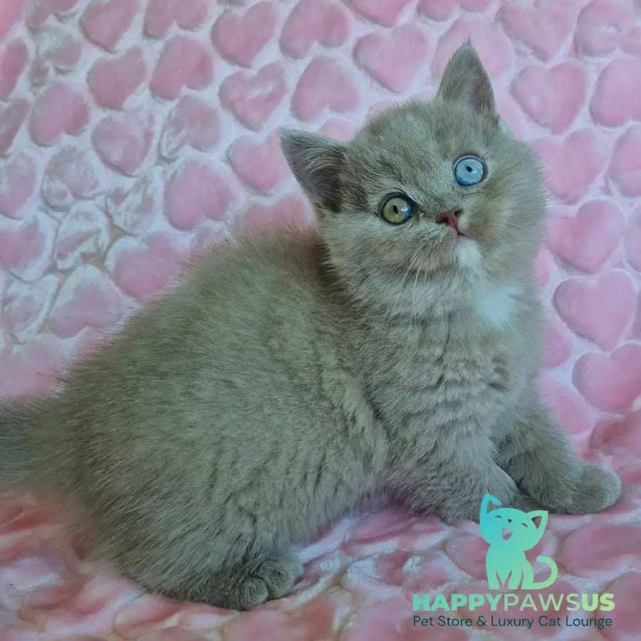 Jessica British Shorthair female lilac with white - live animals