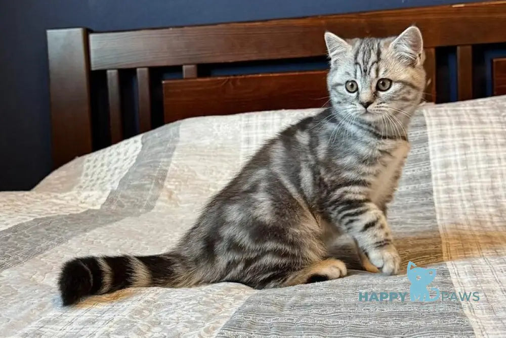 Jessica Scottish Straight female black silver tabby live animals