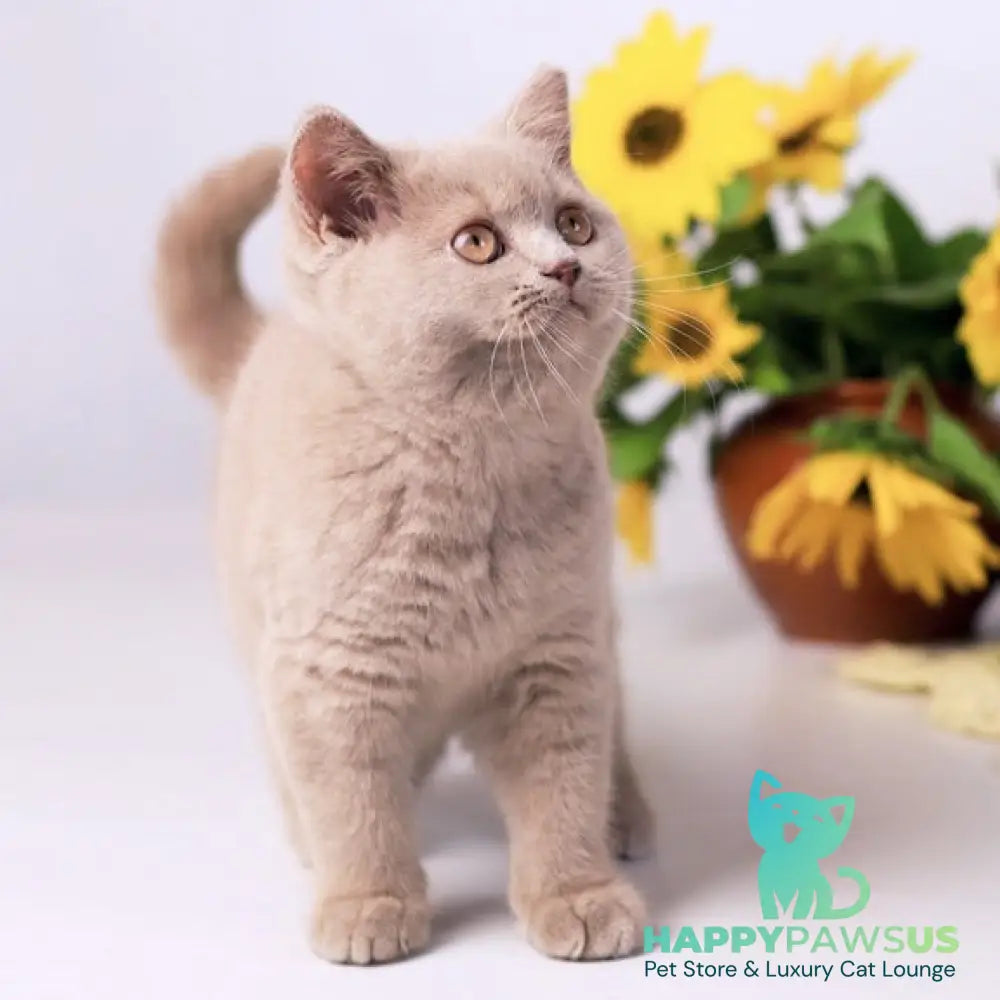 Jessika British Shorthair female fawn - live animals