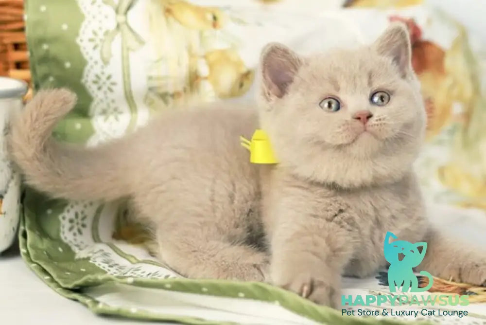 Jessika British Shorthair female fawn - live animals