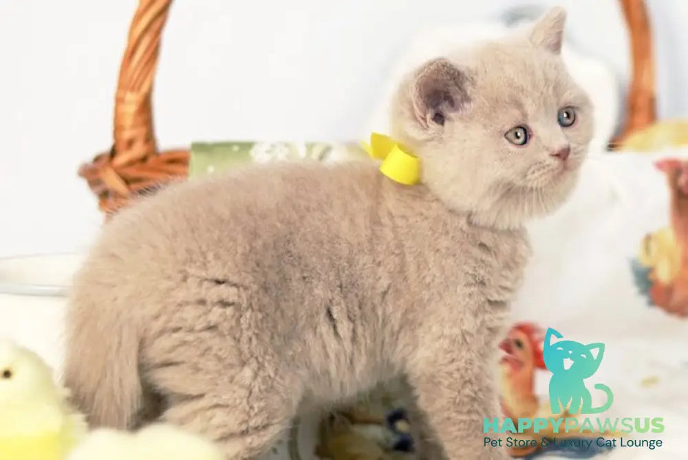 Jessika British Shorthair female fawn - live animals