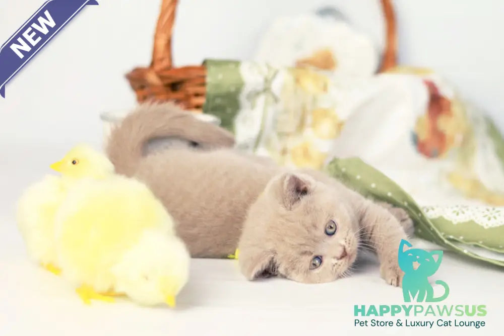 Jessika British Shorthair female fawn - live animals