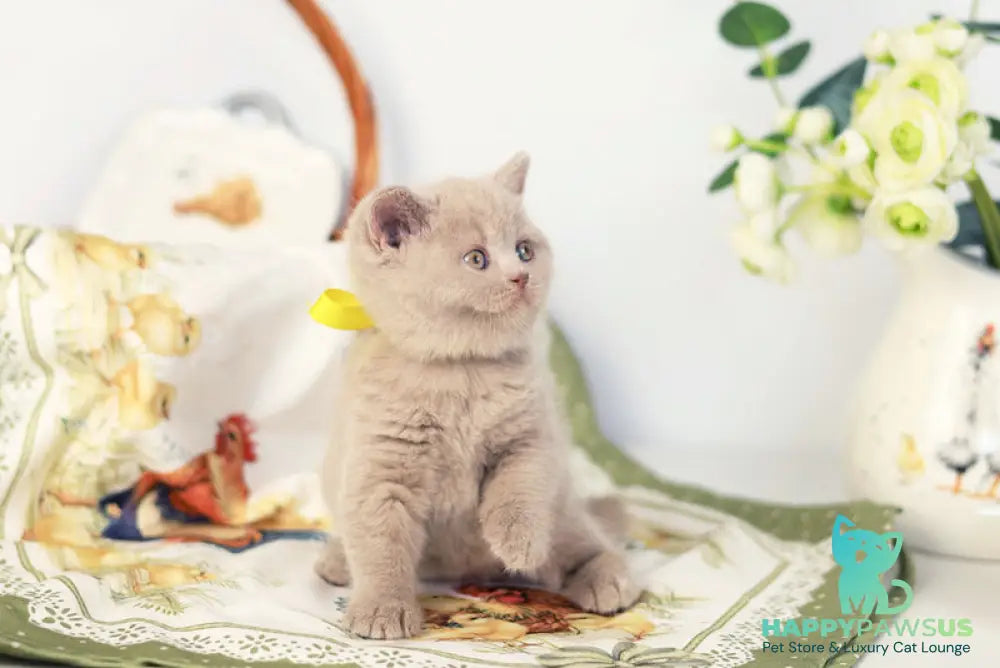 Jessika British Shorthair female fawn - live animals