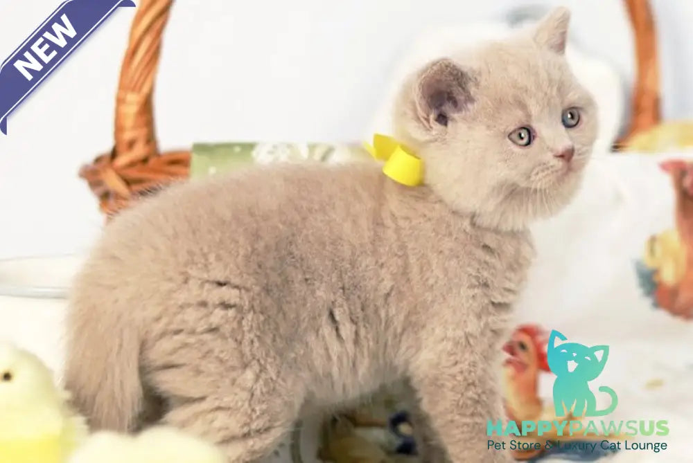 Jessika British Shorthair female fawn - live animals