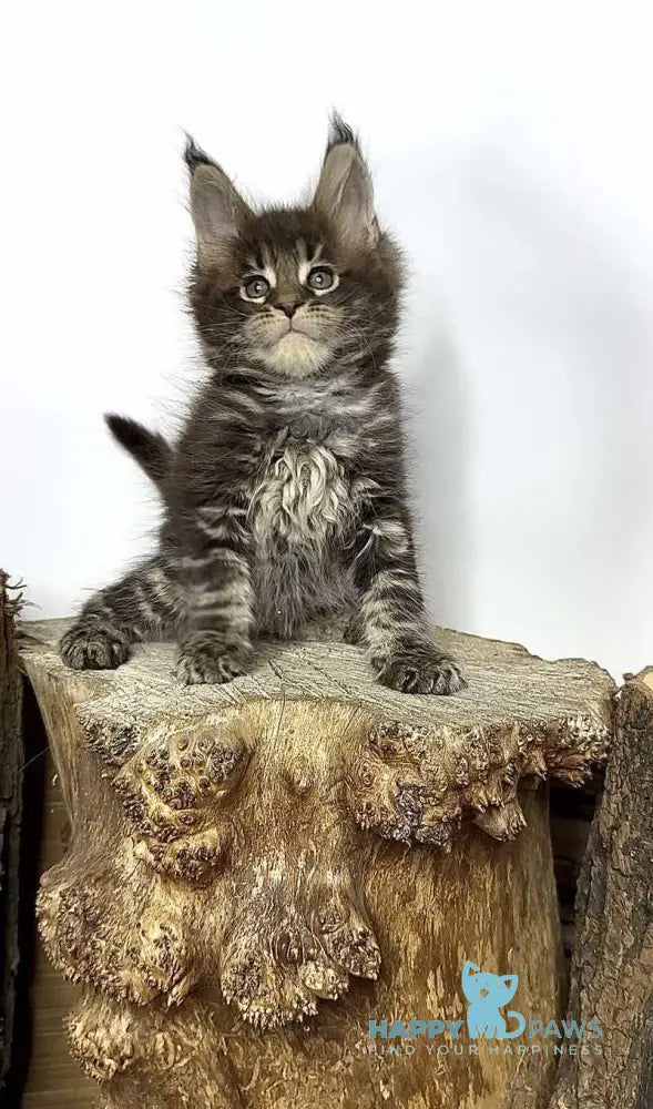 Jett Maine Coon male black tabby - live animals