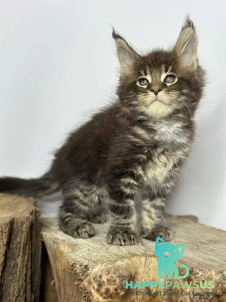 Jett Maine Coon male black tabby - live animals