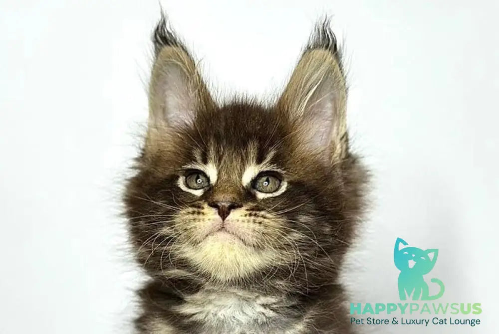 Jett Maine Coon male black tabby - live animals