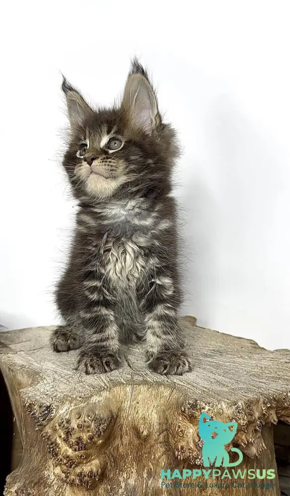 Jett Maine Coon male black tabby - live animals