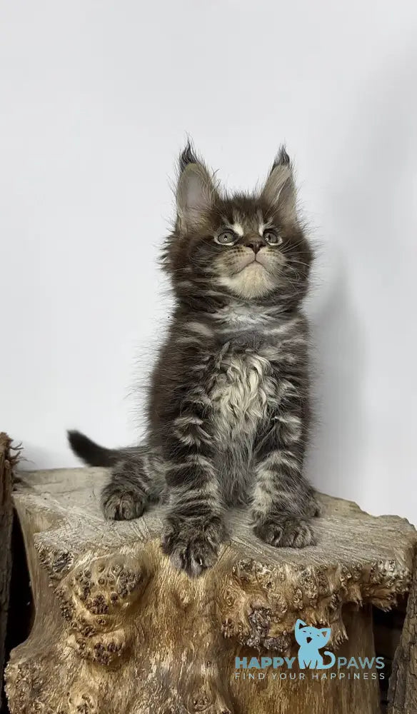 Jett Maine Coon male black tabby - live animals