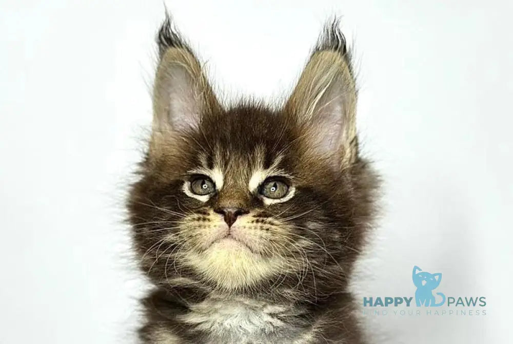 Jett Maine Coon male black tabby - live animals