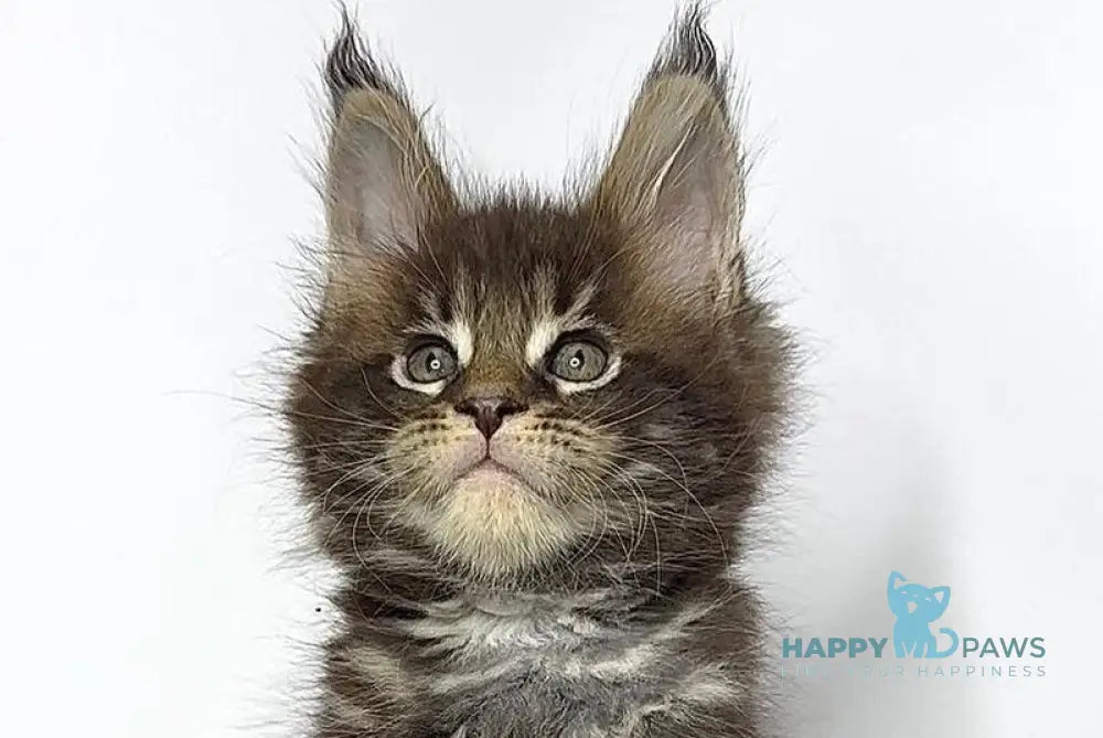 Jett Maine Coon male black tabby - live animals