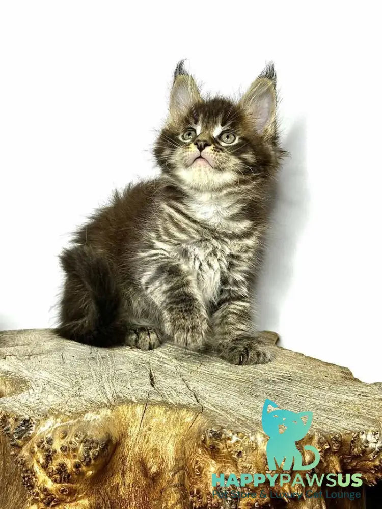 Jetta Maine Coon female black tabby - live animals