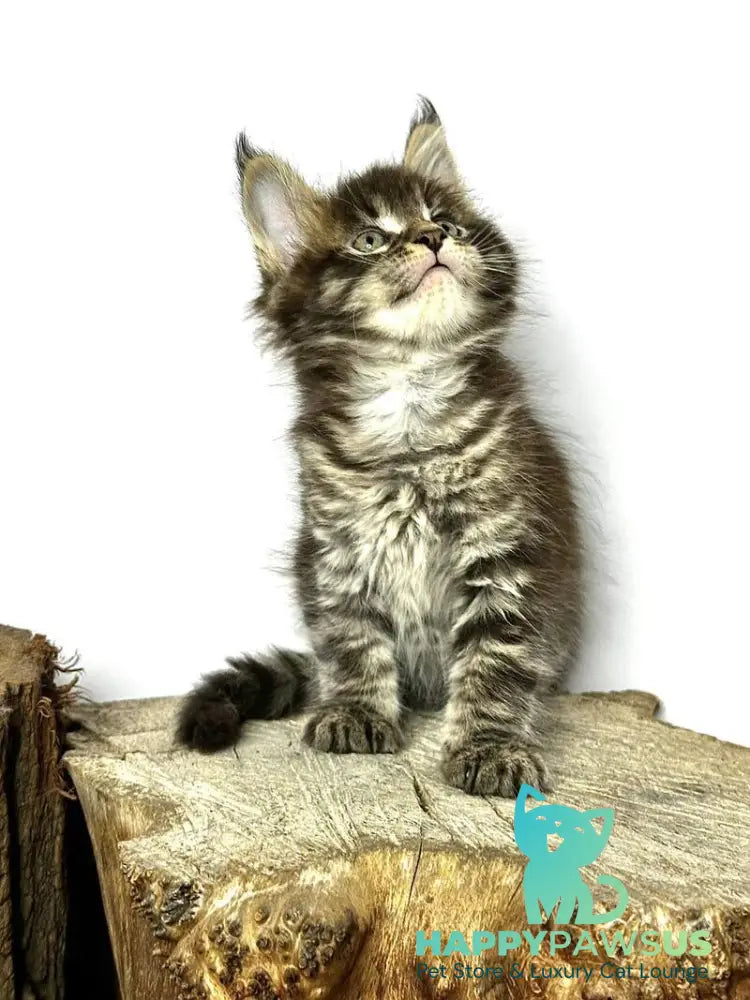 Jetta Maine Coon female black tabby - live animals