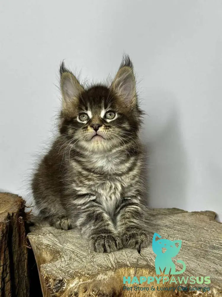 Jetta Maine Coon female black tabby - live animals