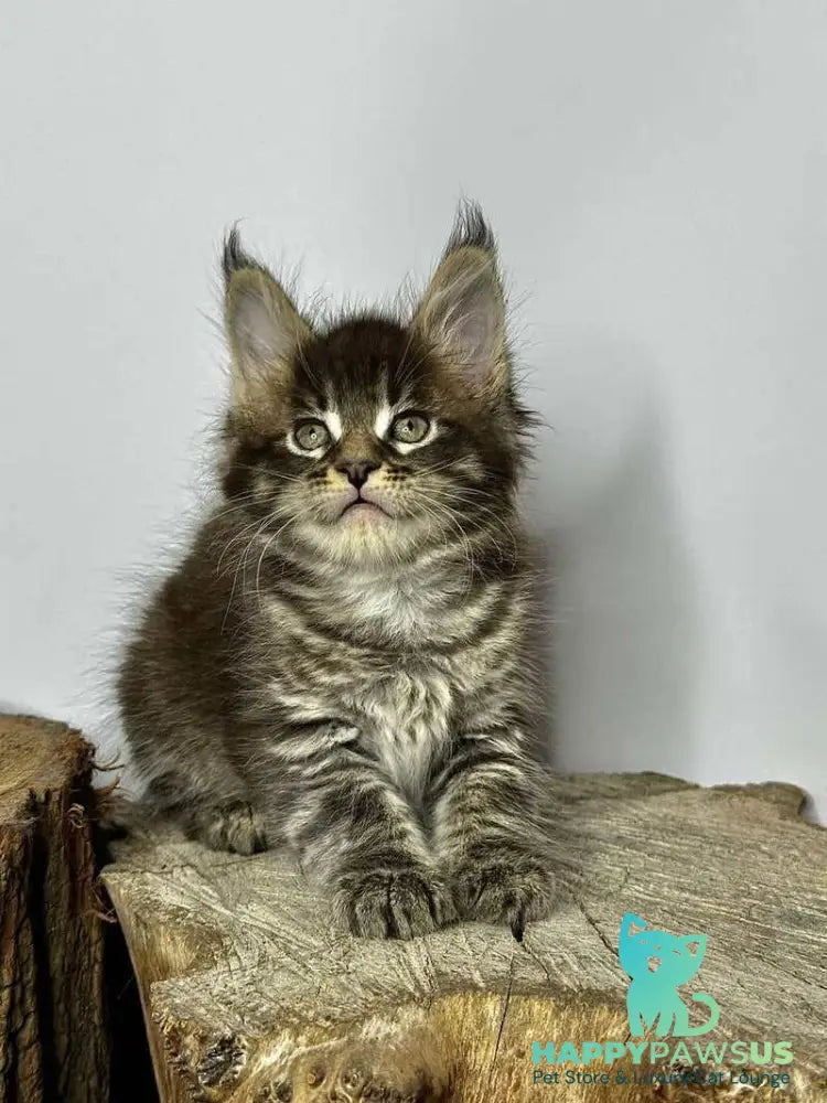 Jetta Maine Coon female black tabby - live animals