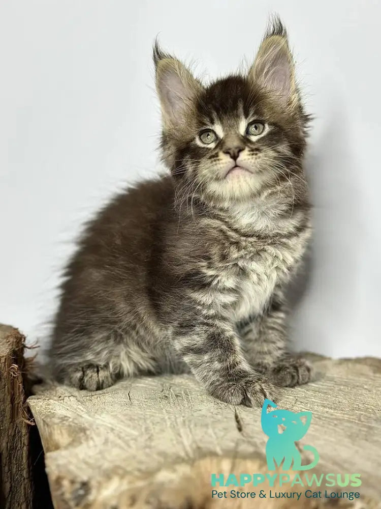 Jetta Maine Coon female black tabby - live animals