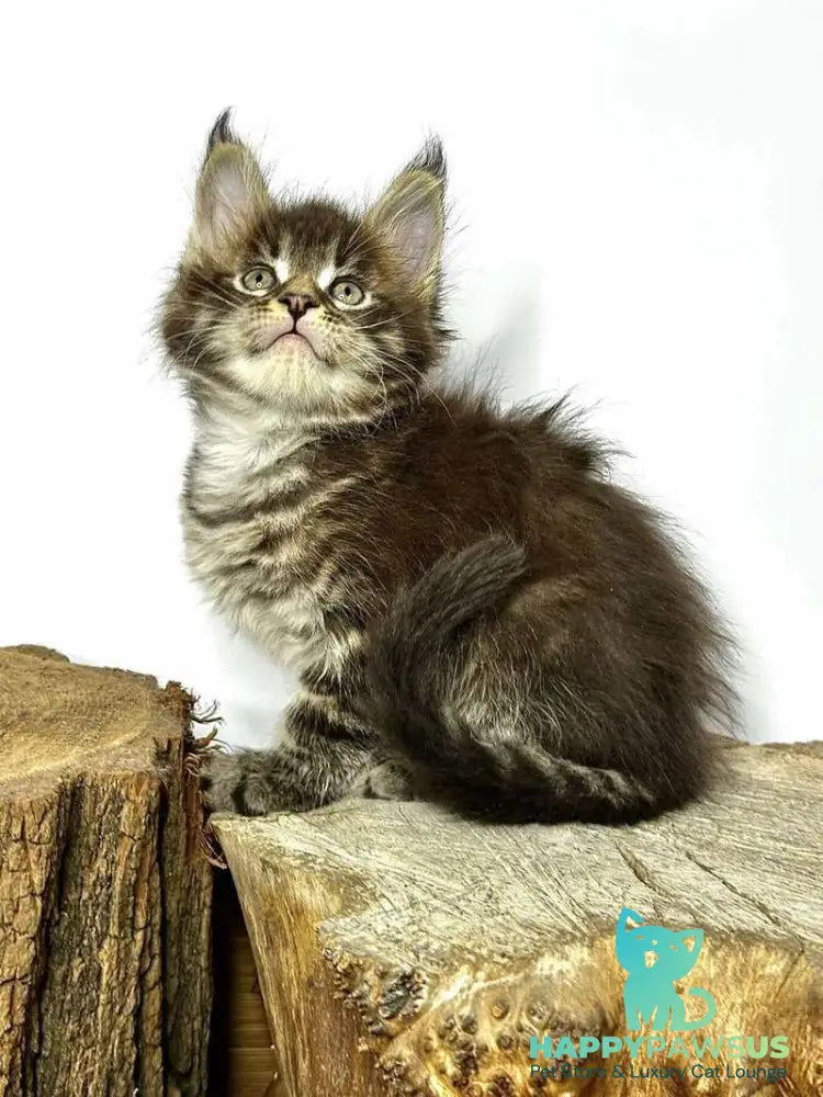 Jetta Maine Coon female black tabby - live animals