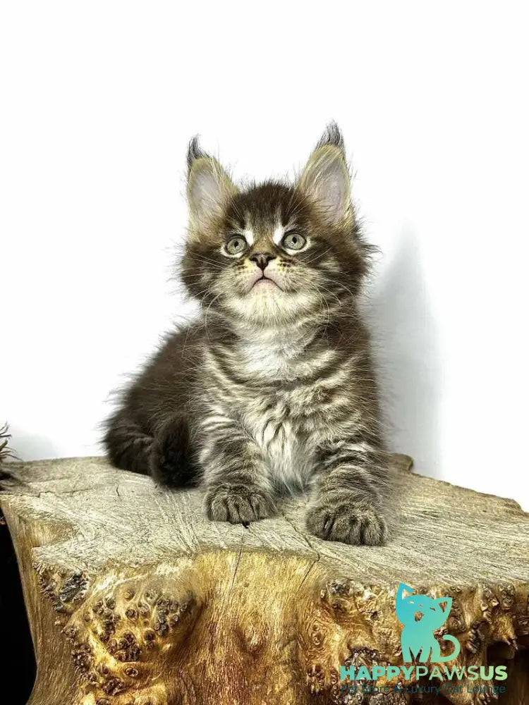 Jetta Maine Coon female black tabby - live animals