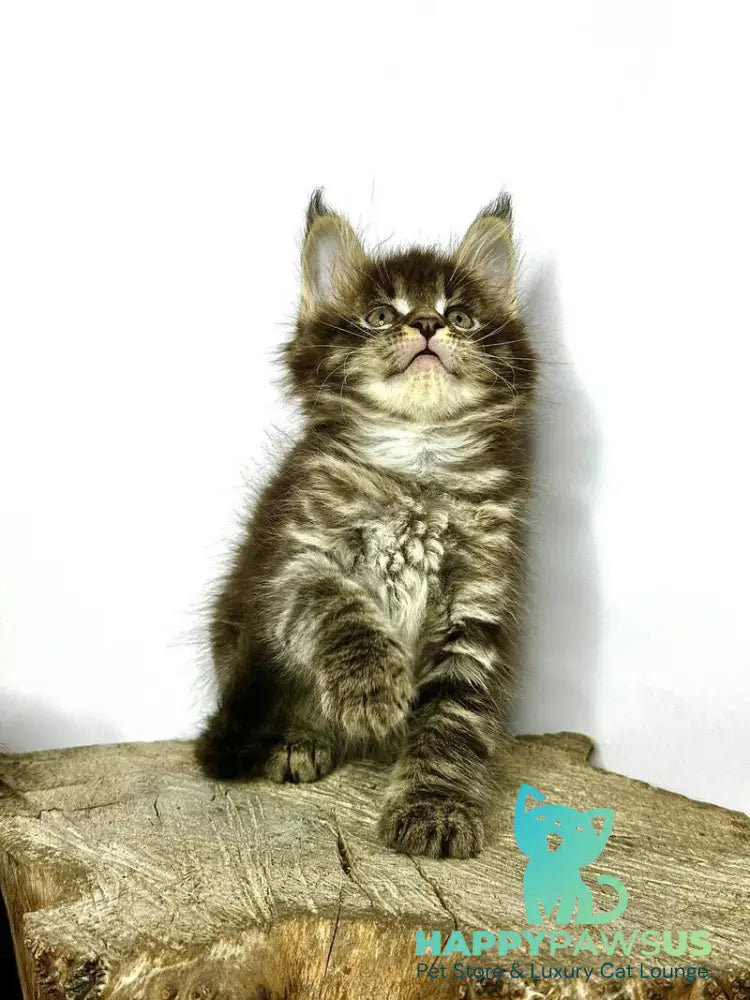 Jetta Maine Coon female black tabby - live animals