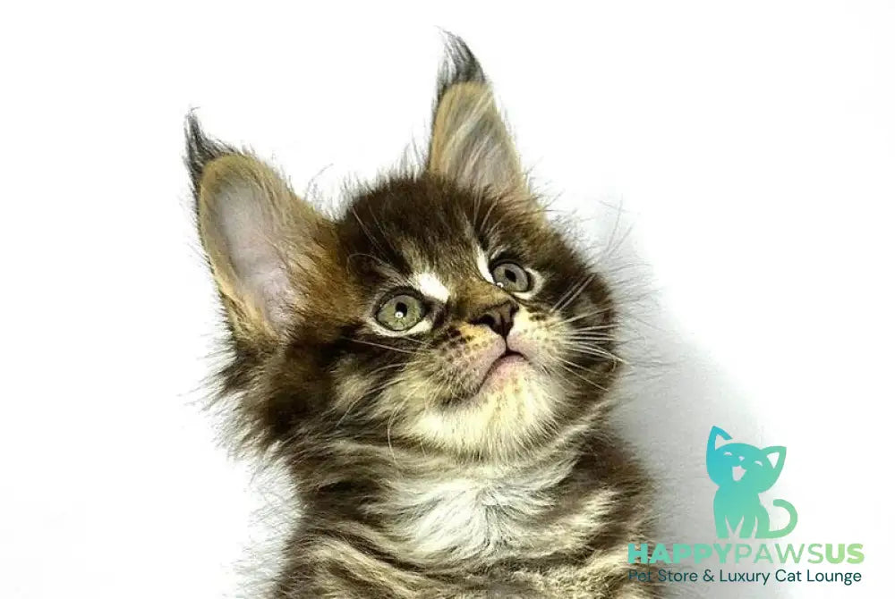 Jetta Maine Coon female black tabby - live animals