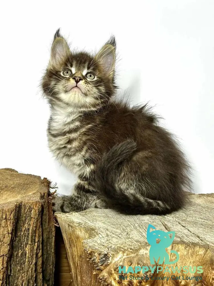 Jetta Maine Coon female black tabby - live animals