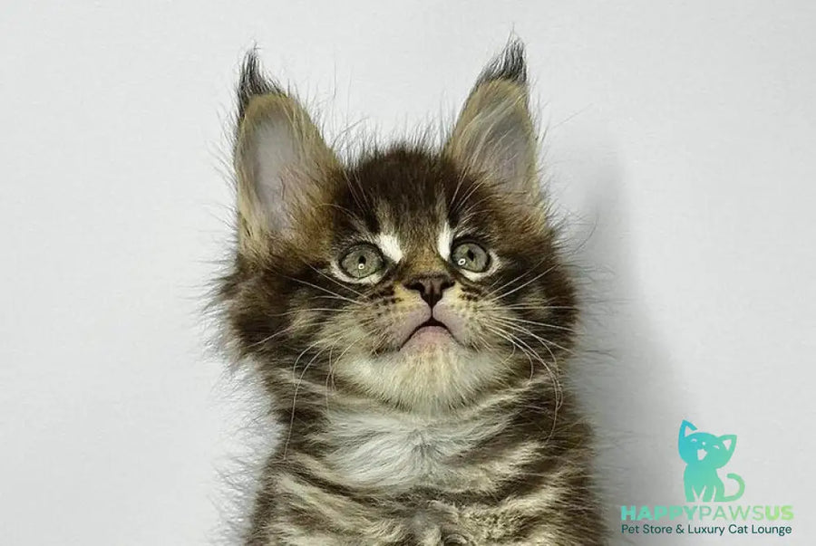Jetta Maine Coon female black tabby - live animals