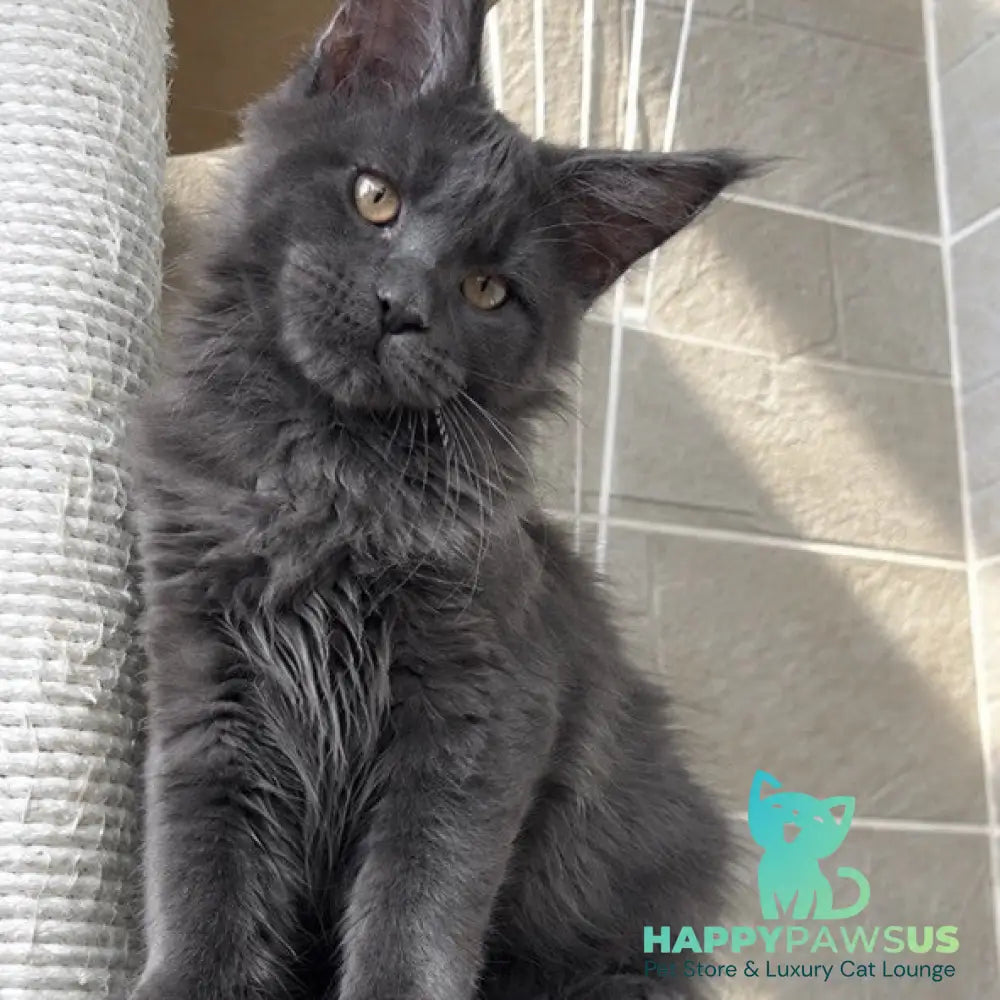 Jevel Maine Coon female blue - live animals