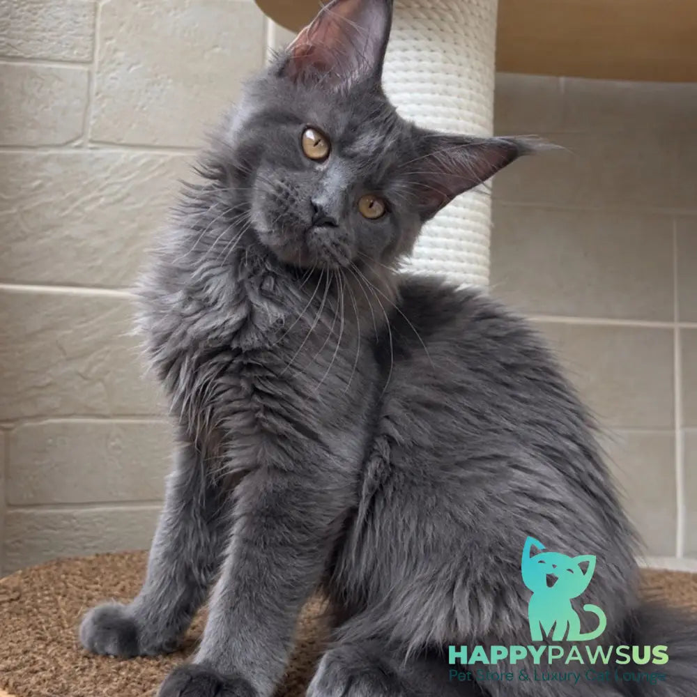 Jevel Maine Coon female blue - live animals