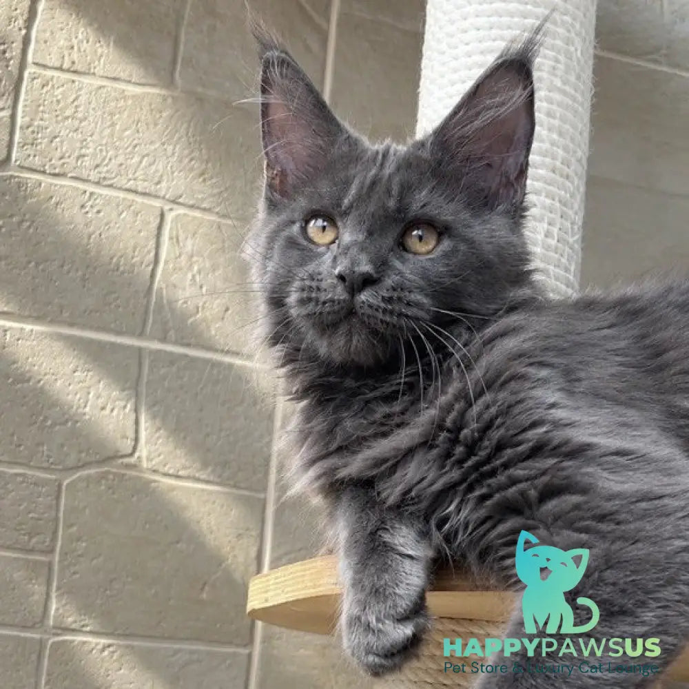 Jevel Maine Coon female blue - live animals
