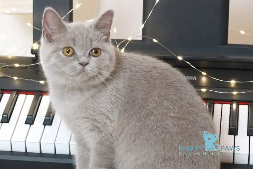 Jewel British Shorthair female lilac live animals