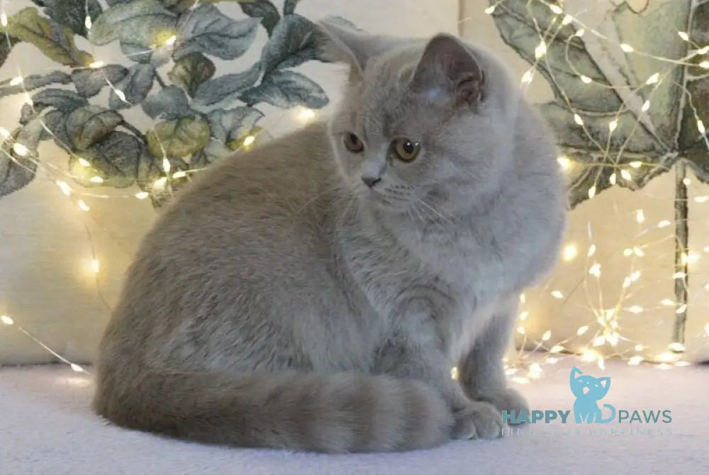 Jewel British Shorthair female lilac live animals