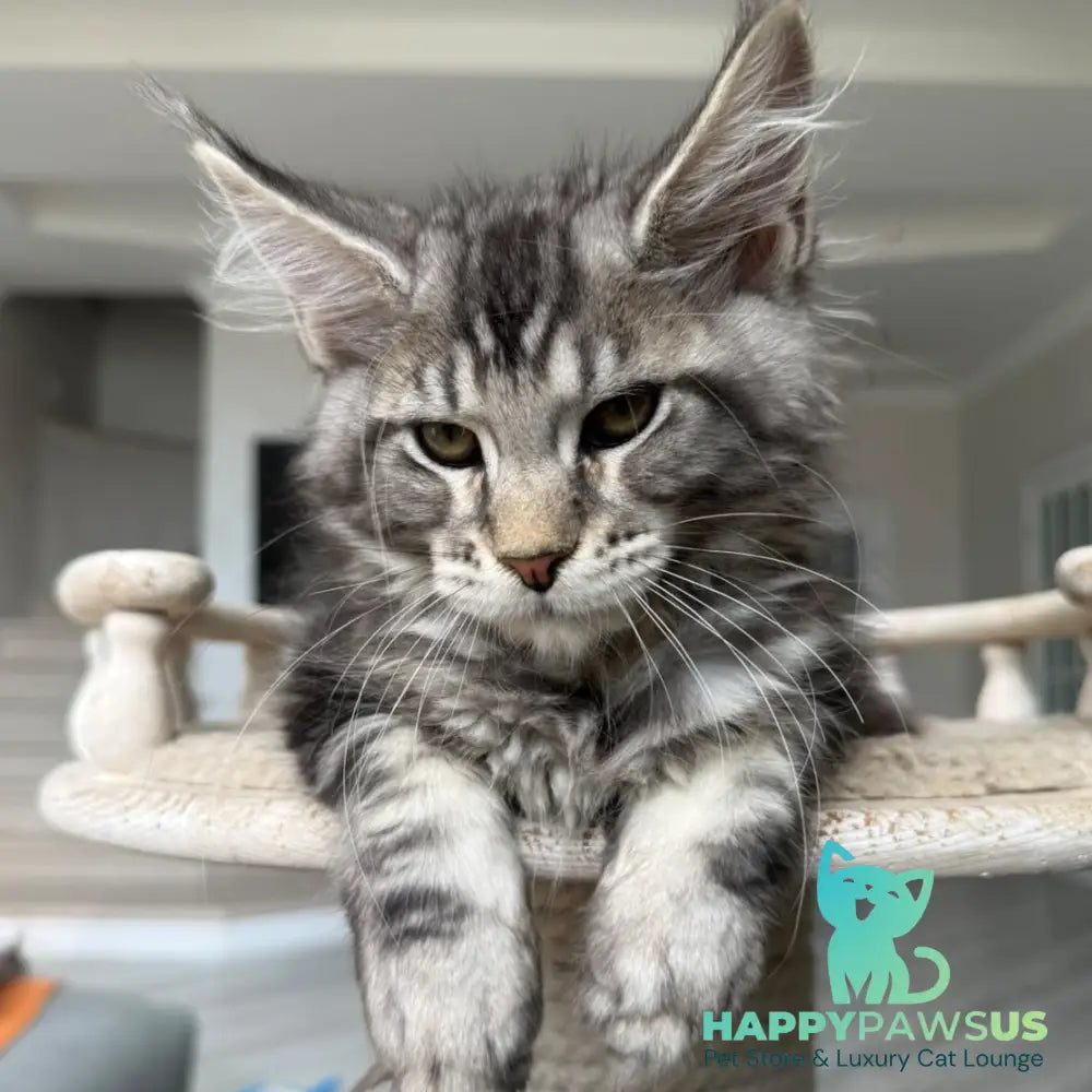 Jeya Maine Coon female black silver tabby - live animals