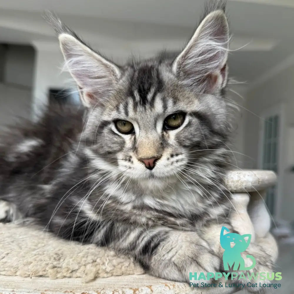 Jeya Maine Coon female black silver tabby - live animals