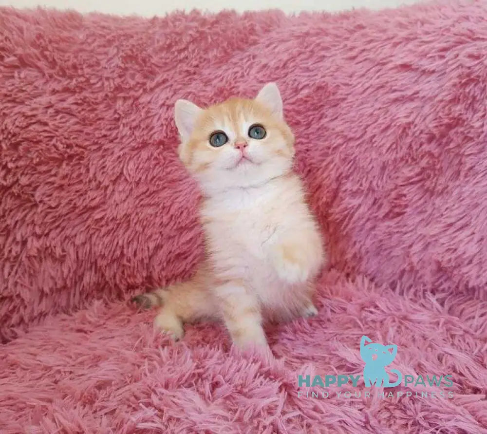 Jian British Shorthair male black golden chinchilla live animals