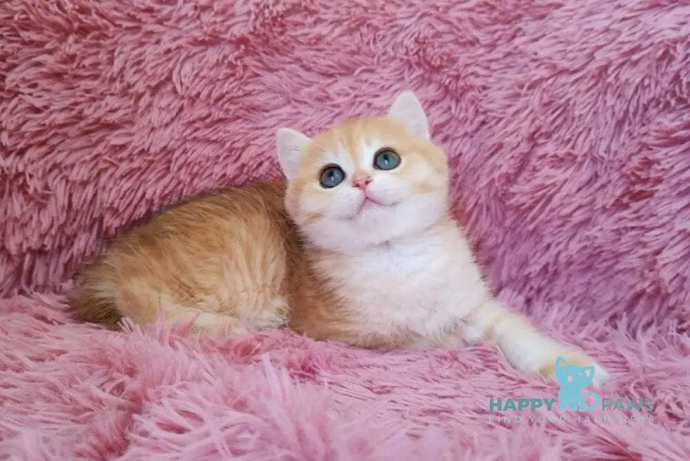 Jian British Shorthair male black golden chinchilla live animals