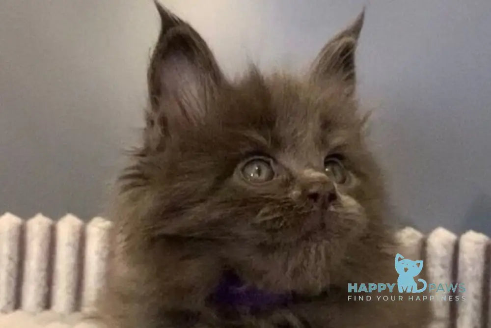 Jim Maine Coon male blue live animals