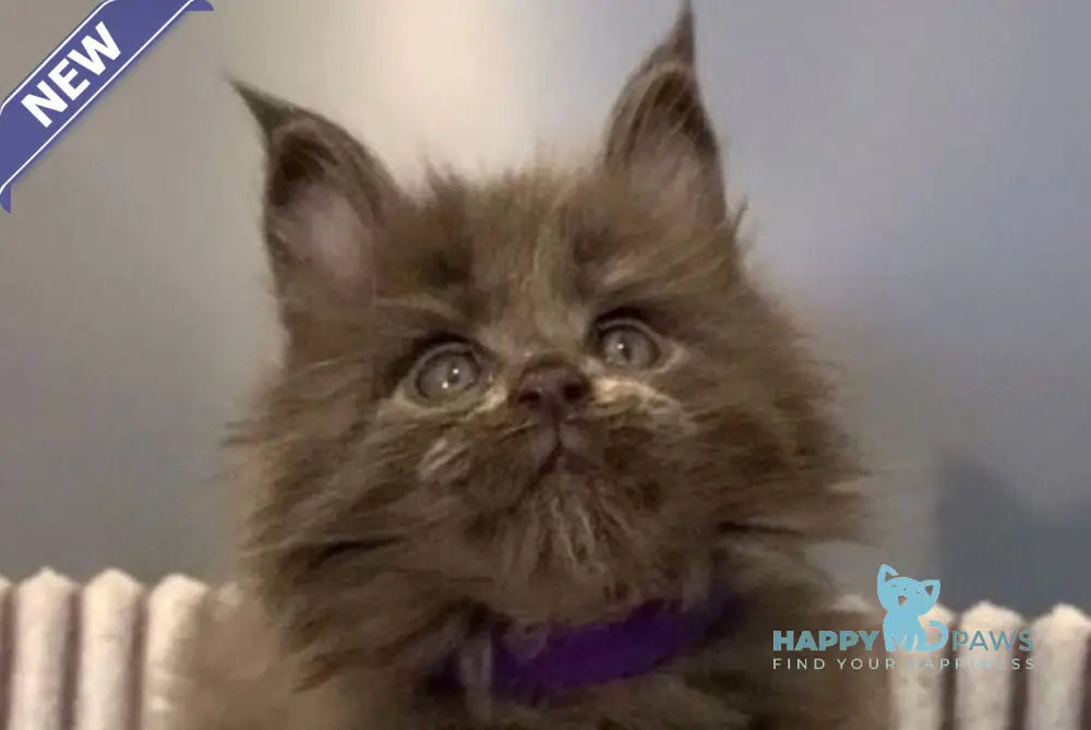 Jim Maine Coon male blue live animals