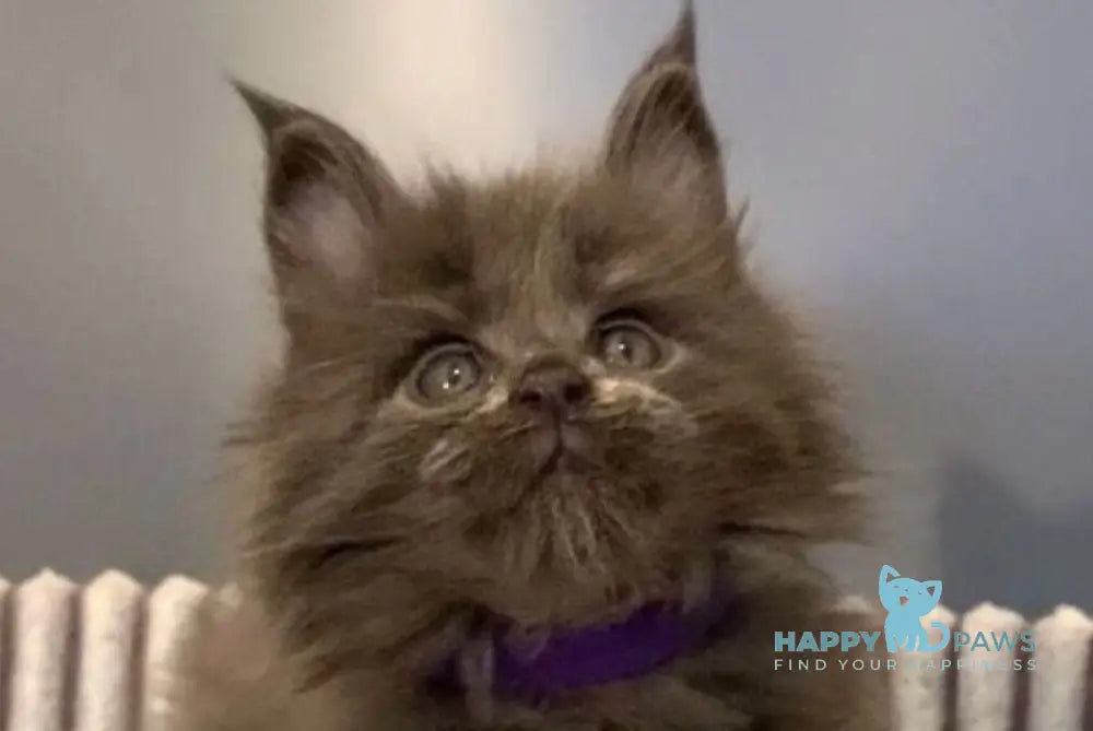 Jim Maine Coon male blue live animals