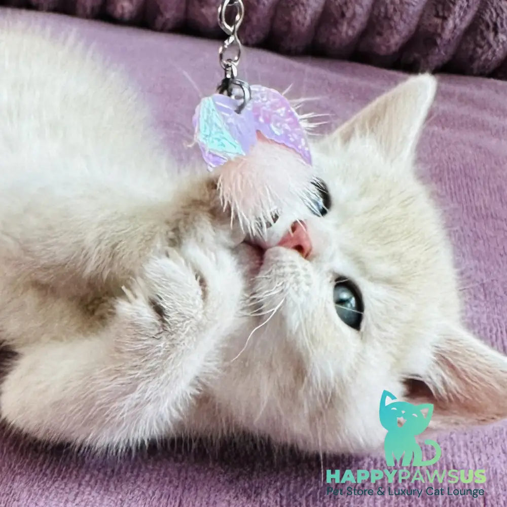 Jin British Shorthair male blue golden spotted tabby - live animals