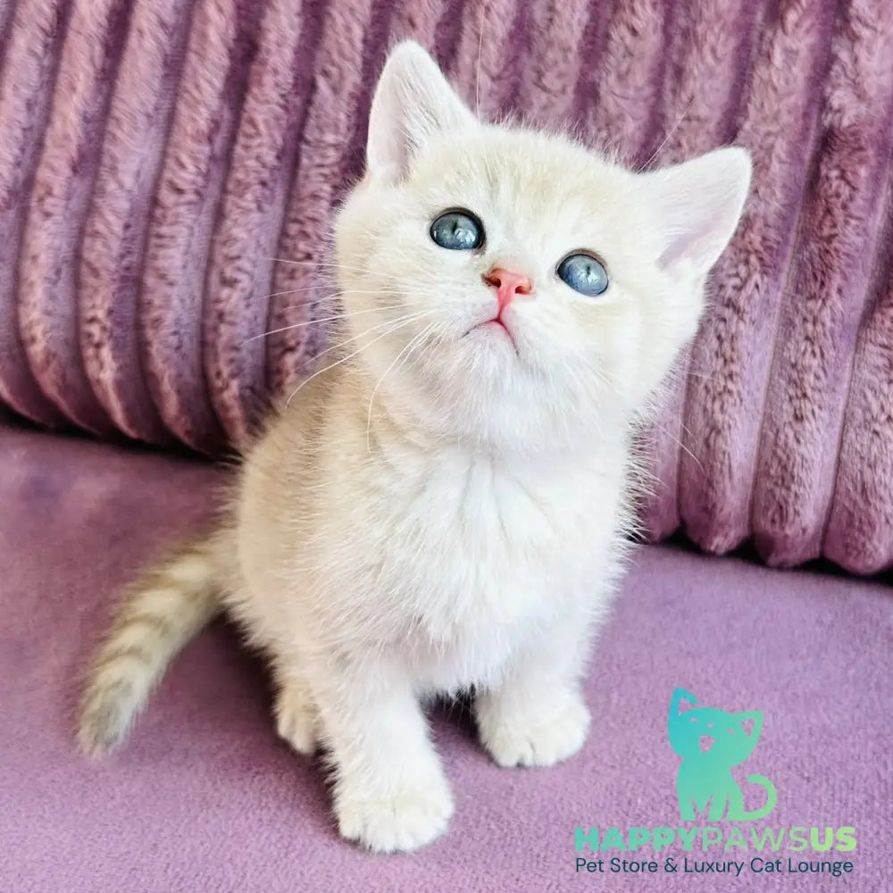 Jin British Shorthair male blue golden spotted tabby - live animals