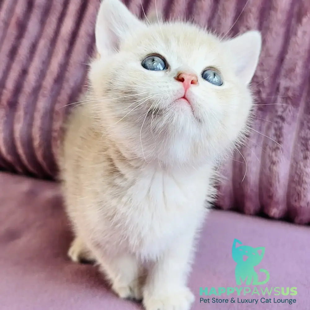Jin British Shorthair male blue golden spotted tabby - live animals