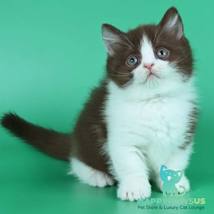 Jin British Shorthair male chocolate bicolour - live animals