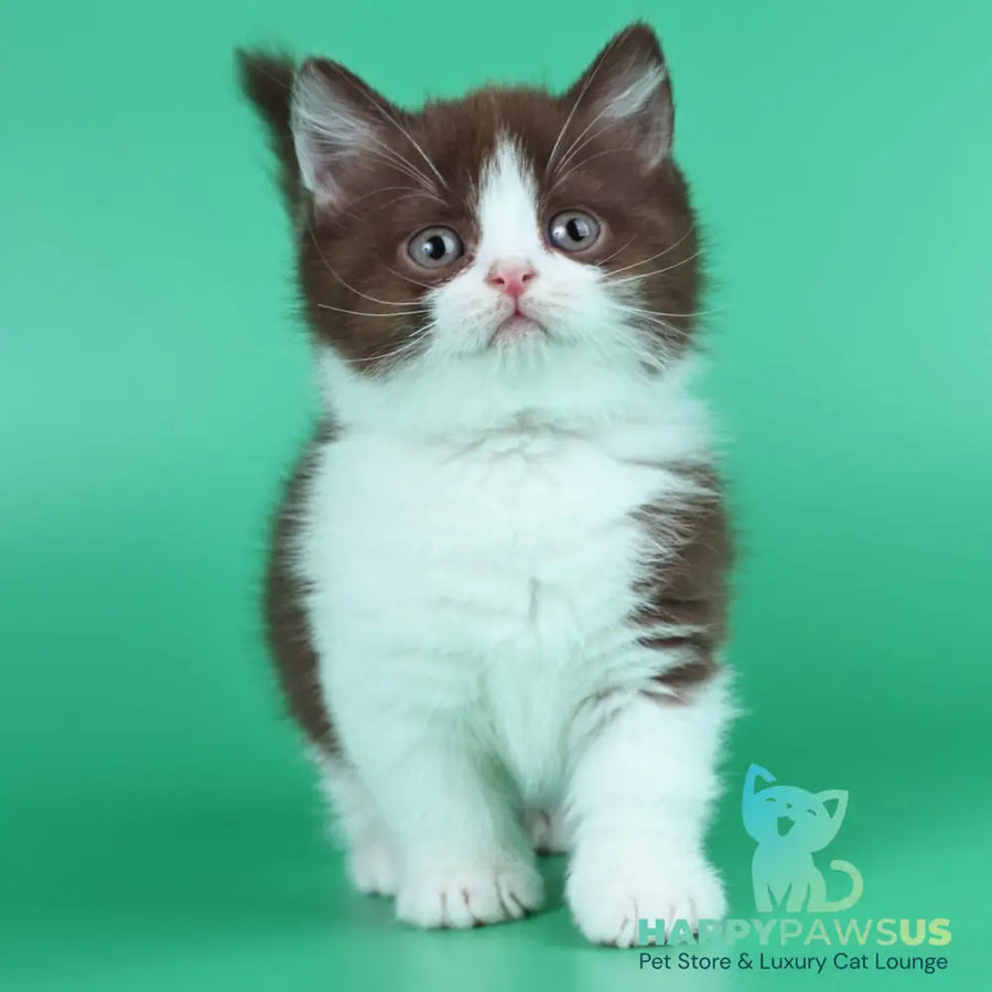 Jin British Shorthair male chocolate bicolour - live animals
