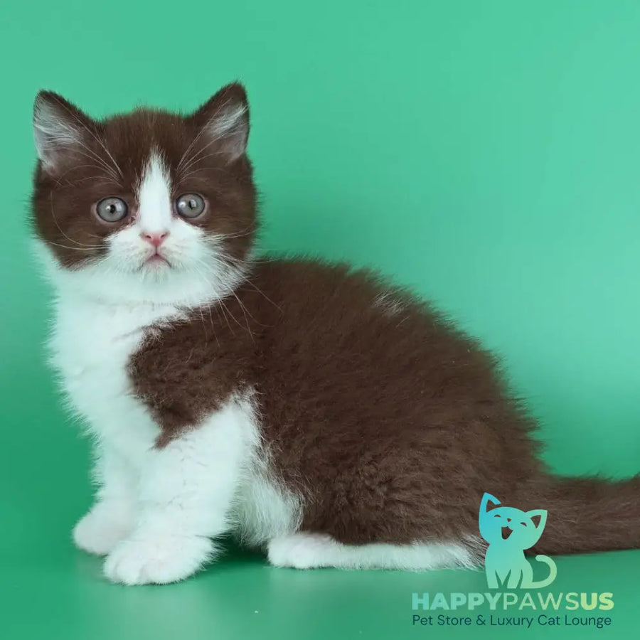 Jin British Shorthair male chocolate bicolour - live animals