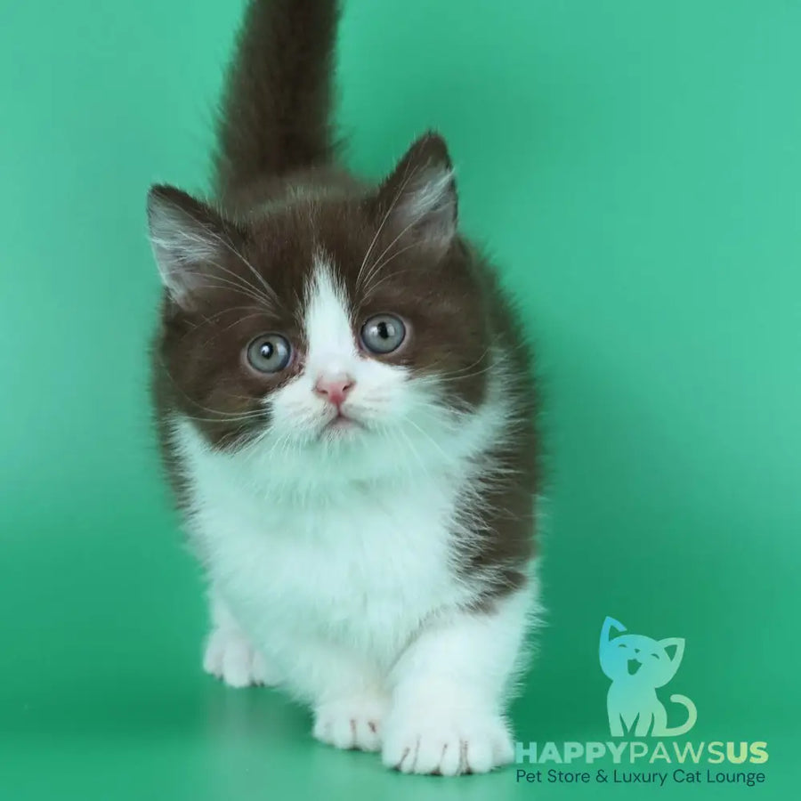 Jin British Shorthair male chocolate bicolour - live animals