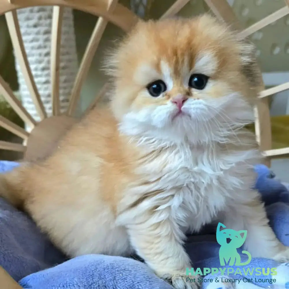 Jin Scottish Fold male black golden shaded - live animals
