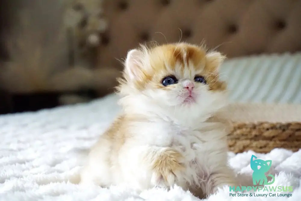 Jina British Longhair female black golden shaded - live animals