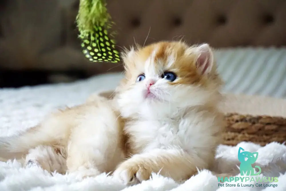 Jina British Longhair female black golden shaded - live animals
