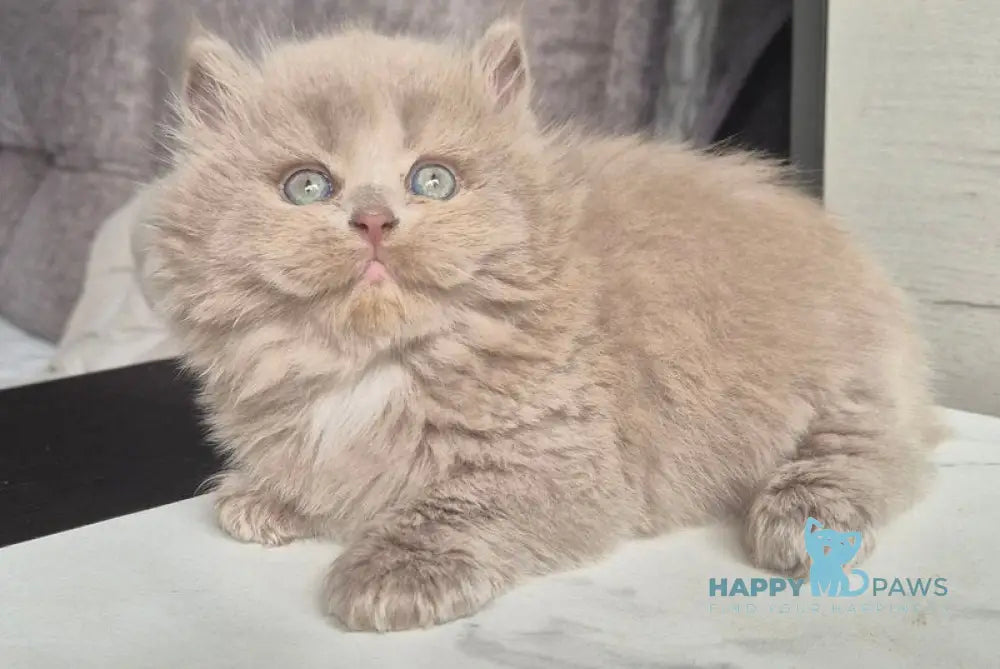 Jina British Longhair male fawn live animals