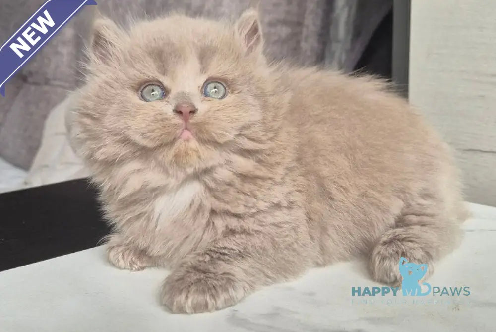 Jina British Longhair male fawn live animals